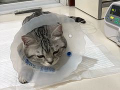 -宠颐生中康贝怡动物医院