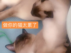 -中农国际动物医院24小时·猫科·骨科·急重症中心