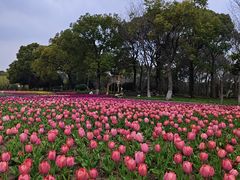 -上海鲜花港