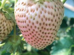 -大自然农场蔬菜草莓采摘园