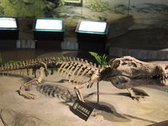 -自贡恐龙博物馆