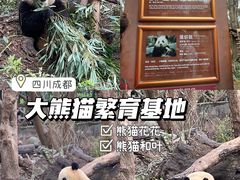 -成都大熊猫繁育研究基地