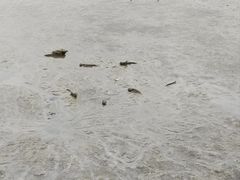 -福田红树林生态公园