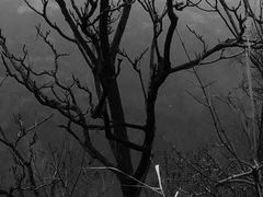 -青峰峡国家森林公园