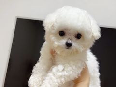 -唐小姐の猫狗洗护·购宠旗舰店(周浦万达店)