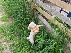 -趣多多宠物公园·宠物训犬学校·宠物寄养