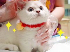 -momokira米努特·德文卷毛猫·棉花面纱犬