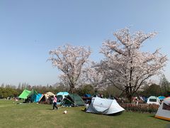 -上海滨江森林公园