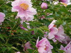 -曹州百花园