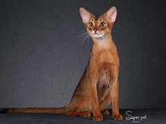 -超宠爱宠物摄影-Super pet