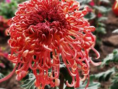 -北京国际鲜花港