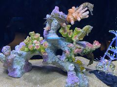 -欢乐海岸海洋奇梦馆