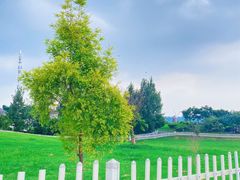 -紫颐香薰山谷景区