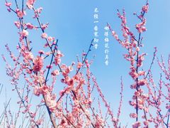 -香雪海
