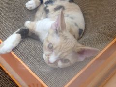 -帕帕拉兹宠物(亚洲旗舰店)