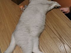 -藏猫猫咖啡主题馆(中央大道店)