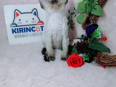 -十年猫舍·猫咪专门店(普陀店)