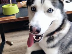 -百好乐宠物友好餐厅(朝外大街店)