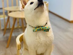 -柴迷FANS CLUB·柴犬狗咖·猫咖