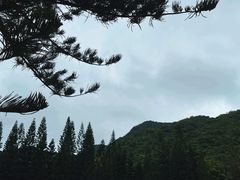 -深圳仙湖植物园