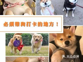薅羊毛！西安养狗人必打卡的活动！不容错过！