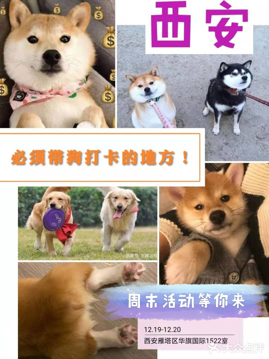 薅羊毛!西安养狗人必打卡的活动!不容错过!