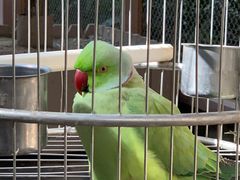 -南宫五洲植物乐园