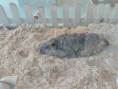 -怪兽屋·羊驼·猫咖·狗咖(俊华广场店)