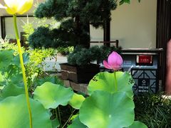 -上海醉白池公园