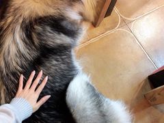 -李小姐の猫咖啡馆(五角场店)