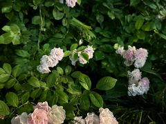 -昆山城市生态森林公园