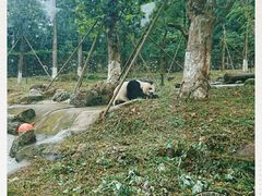 -都江堰中华大熊猫苑