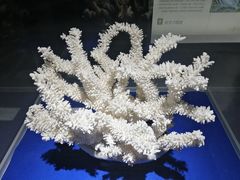 -贝壳王国博物馆
