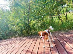 -永定河休闲森林公园