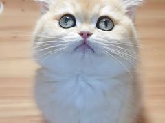 -猫十亿·布偶金渐层·曼基康矮脚猫舍(青年路店)