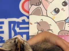 -喜多萌中农锦绣动物医院24H·猫科·牙科MRI·CT