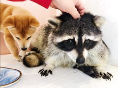 -浣熊柯尔鸭土拨鼠·电玩咖