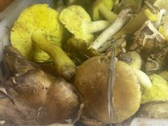 -菌之家·专业纯野生菌火锅·特色炒菌