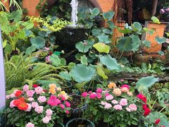 -园林美食城·本土农家菜(杨和镇店)