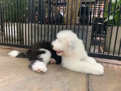 -TrueLove @ Neverland (Husky Cafe)