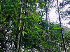 -菊花台公园