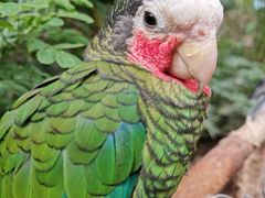 -南宫五洲植物乐园