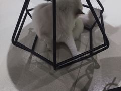 -藏猫猫咖啡主题馆(中央大道店)