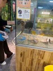 -神奇动物撸宠馆·羊驼·小浣熊·异宠(豫园店)