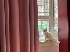-十月米努特矮脚猫舍