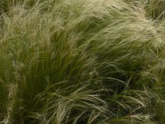 -唐城墙遗址公园