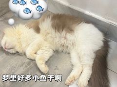-楼上猫咖(罗湖店)
