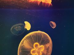 -江和美海洋公园