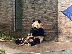-都江堰中华大熊猫苑