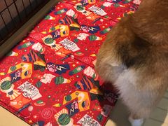 -PETKIT 小佩宠物·低压洗护·美容·寄养(安远店)